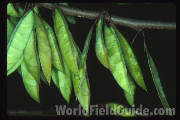 Fruit<br>(Location of Picture: North Carolina, USA)