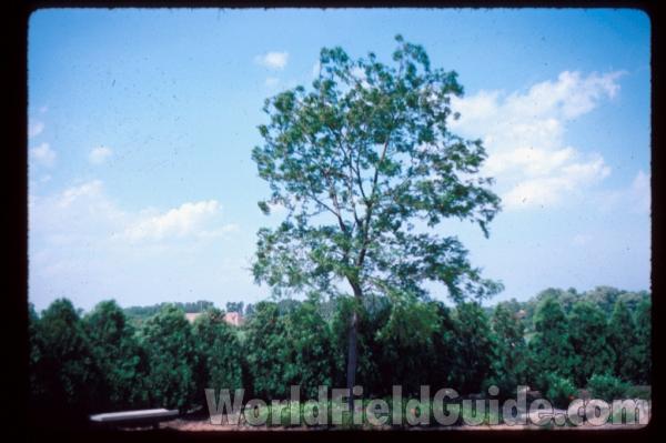 Landscape Specimen<br>(Location of Picture: Glencoe Botanic Gardens, Il, USA)