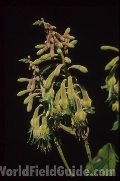 Close View<br>(Location of Picture: Ghana, Africa)