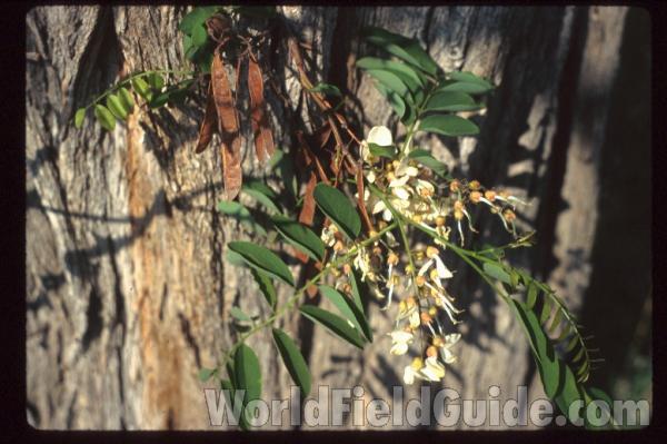 Bark<br>(Location of Picture: Okanogan, Wa, USA)