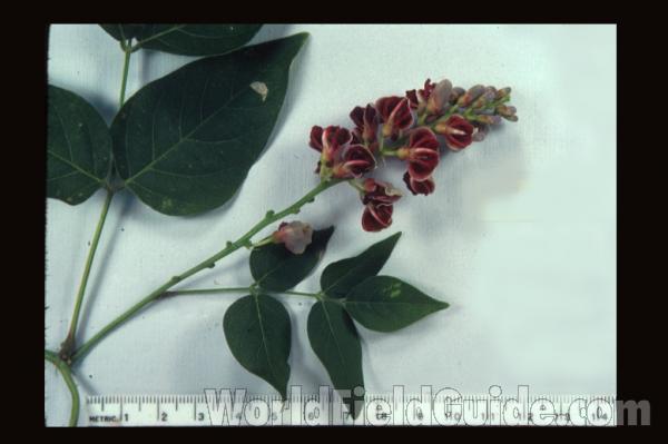 Raceme and Leaves<br>(Origin of the Specimen: Round Lake, Illinois, USA)