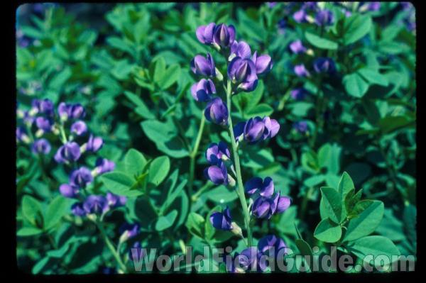 Leaves and Flowers<br>(Location of Picture: Garden, Round Lake, Il,)