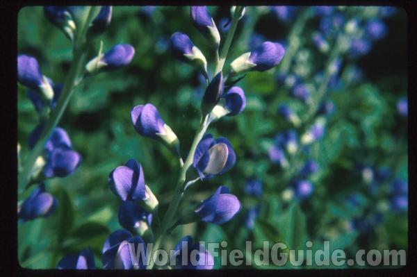 Flower<br>(Location of Picture: Garden, Round Lake, Il,)