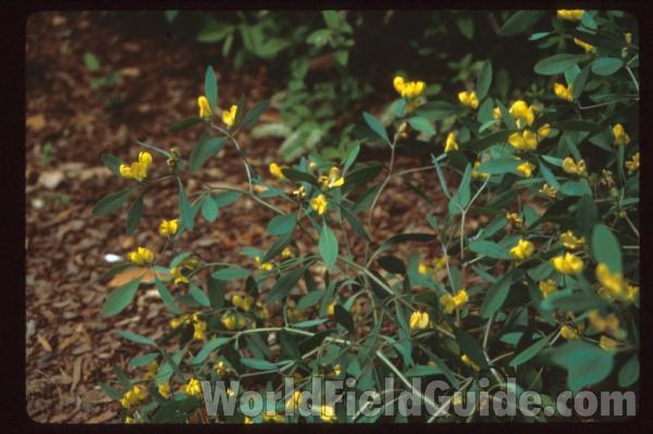 Top Of Plant<br>(Location of Picture: Atlanta Botanic Garden, Ga, USA)
