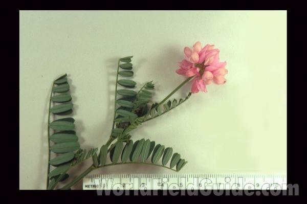 Flower Head and Leaves