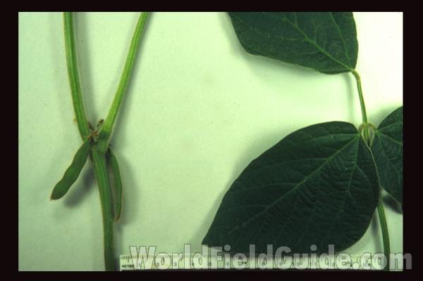 Leaves and Pod<br>(Origin of the Specimen: Laek County, Illinois)