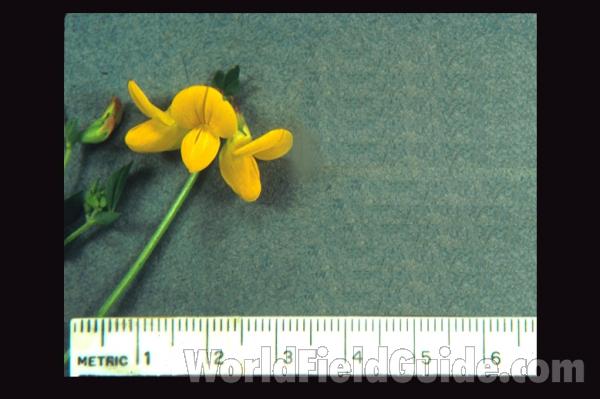 Flowers<br>(Location of Picture: Illinois, USA)