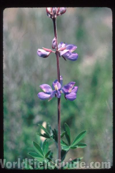 Flowers<br>(Location of Picture: S California, USA)