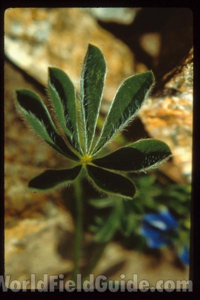 Leaves<br>(Location of Picture: Corsica, Europe)