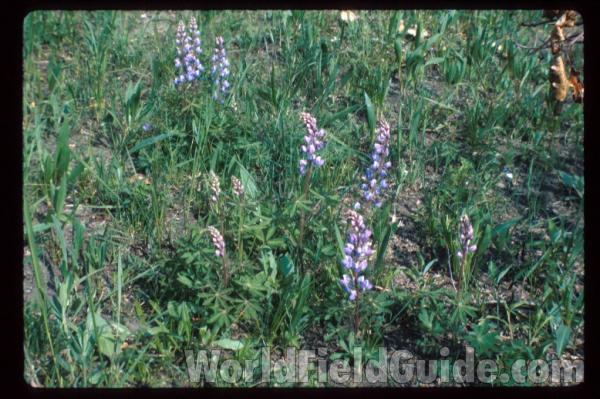 Habitat<br>(Location of Picture: Zion, Illinois, USA)