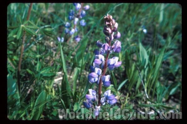 Raceme<br>(Location of Picture: Zion, Illinois, USA)