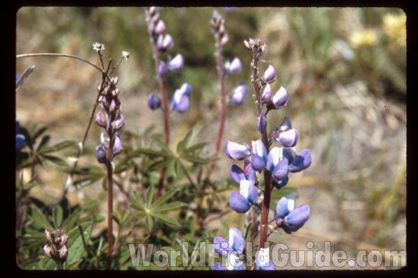 Raceme<br>(Location of Picture: Zion, Illinois, USA)