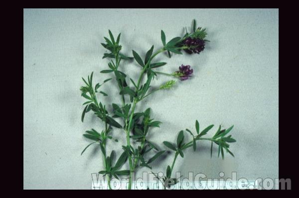 Top Of Plant<br>(Location of Picture: Round Lake, Illinois, USA)