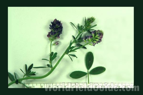 Top Of Plant<br>(Location of Picture: Round Lake, Illinois, USA)