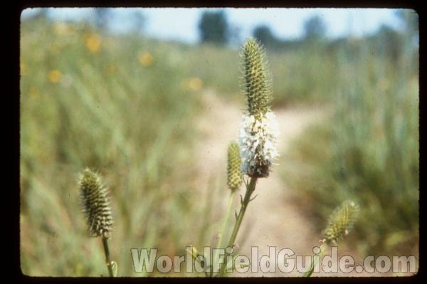 Flowers<br>(Location of Picture: Zion, Illinois, USA)