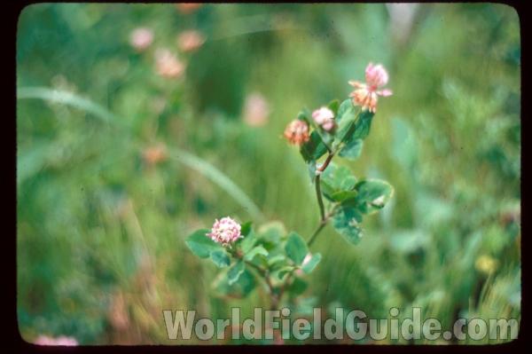 Top Of Plant