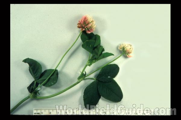 Flower Head<br>(Location of Picture: Grant Woods,  illinois)