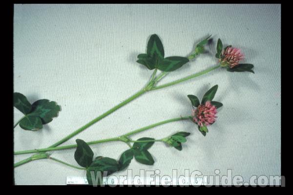 Leaf -  Close View - Mounted<br>(Origin of the Specimen: McHenry, Illinois, June 11, 2020)