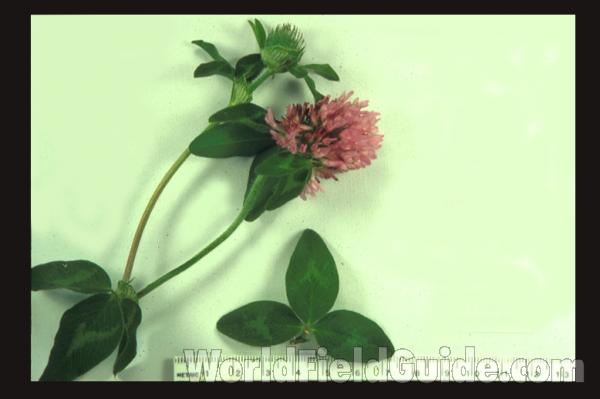 Leaf -  Close View - Mounted<br>(Origin of the Specimen: McHenry, Illinois, June 11, 2020)