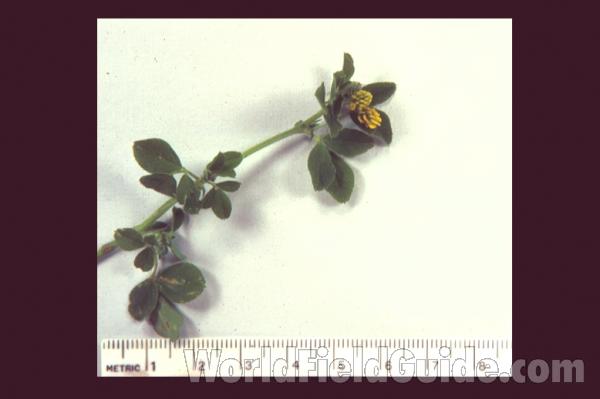 Top Of Plant<br>(Location of Picture: Illinois, USA)