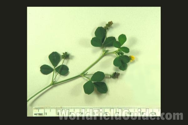 Top Of Plant<br>(Origin of the Specimen: Illinois, USA)
