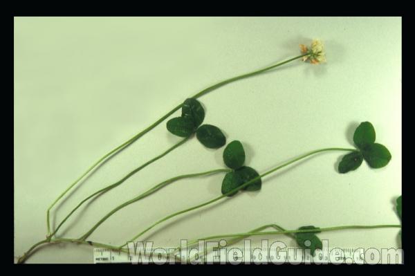 Plant<br>(Origin of the Specimen: Illinois, USA)