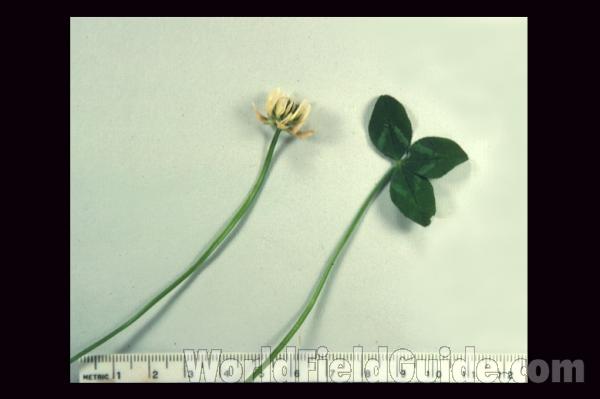 Flower Head<br>(Origin of the Specimen: Illinois, USA)