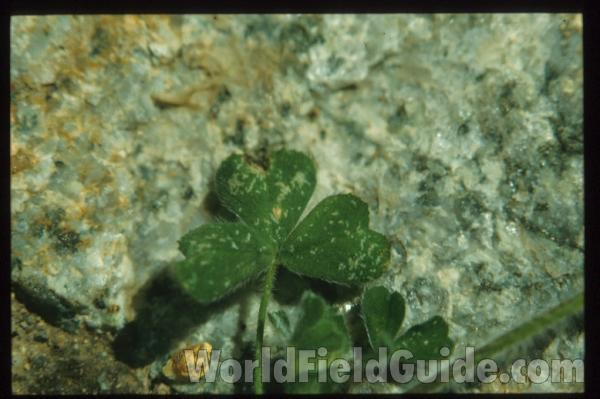 Leaves<br>(Location of Picture: Corsica, Europe)