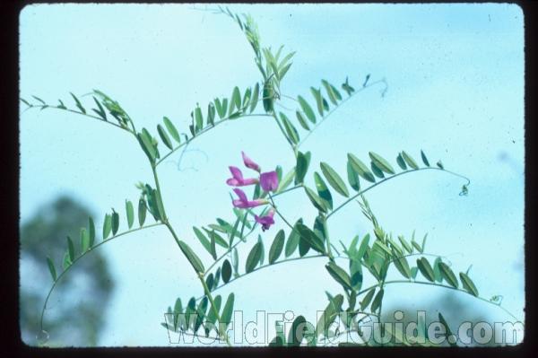 Top Of Plant