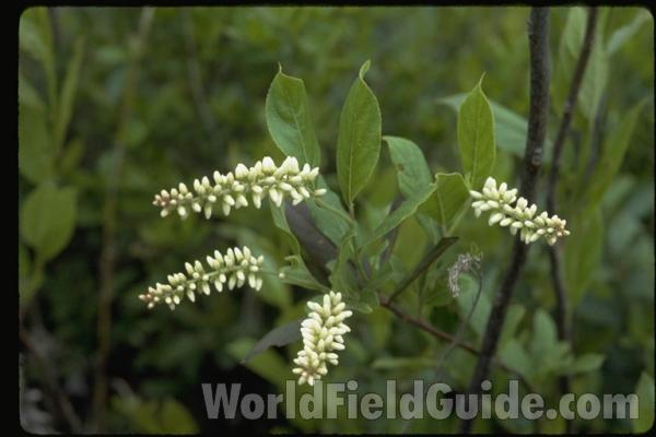 Flower - Very Close View<br>(Location of Picture: Big Thicket, Texas, USA, 2007)<br>(Location of Picture: Georgia, USA)