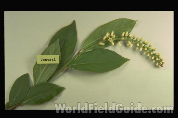 Silhouette by Parts<br>(Origin of the Specimen: Britton and Brown)<br>(Location of Picture: Georgia, USA)