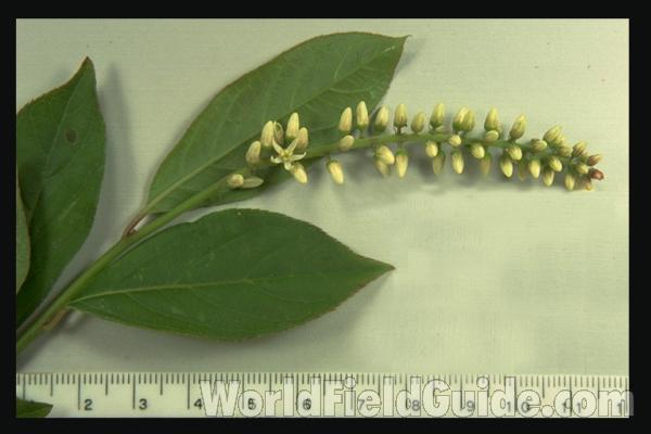 Silhouette by Parts<br>(Origin of the Specimen: Britton and Brown)<br>(Location of Picture: Georgia, USA)<br>(Location of Picture: Georgia, USA)