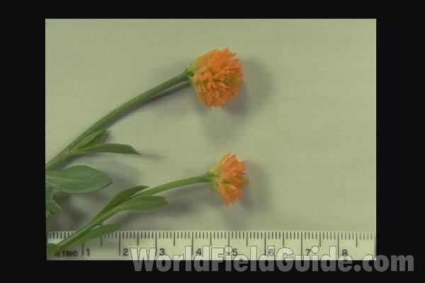 <br>(Location of Picture: South Carolina, USA)<br>(Location of Picture: South Carolina, USA)<br>(Origin of the Specimen: Georgia, USA)<br>(Origin of the Specimen: Georgia, USA)