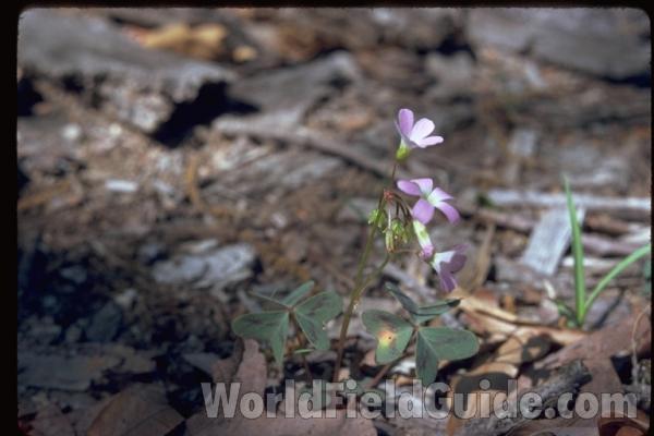 Leaves<br>(Location of Picture: Glacier, Mchenry, Il, USA, V 15, 05)<br>(Location of Picture: Missouri, USA)