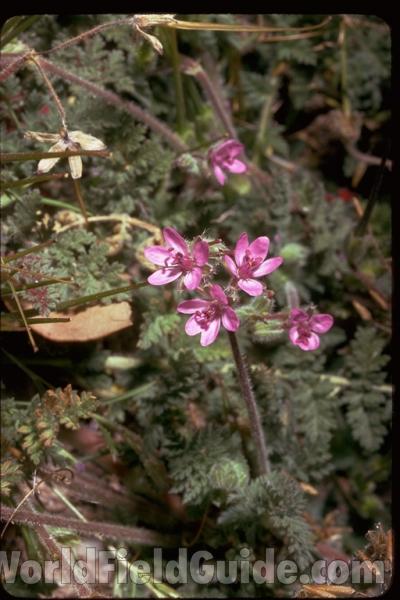 Flower<br>(Location of Picture: Okanogan, Washington, USA)<br>(Location of Picture: Arizona, USA)