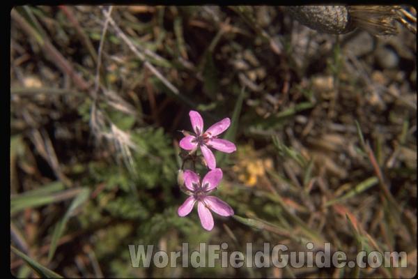Flower<br>(Location of Picture: Okanogan, Washington, USA)
