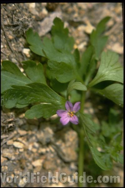 <br>(Location of Picture: Corsica, Europe)<br>(Location of Picture: Corsica, Europe)