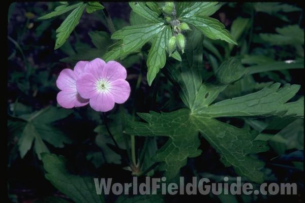 Flower<br>(Location of Picture: Grant Woods, Illinois, USA)<br>(Location of Picture: Zion, Illinois, USA)