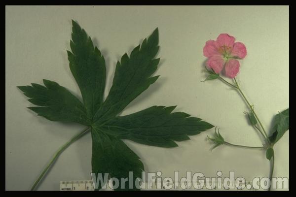 Mounted - Flower and Leaf<br>(Origin of the Specimen: Near Mhenry, Illinois)<br>(Origin of the Specimen: Lake Villa, Il, USA)