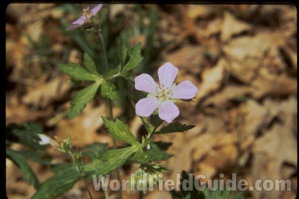 Leaf<br>(Location of Picture: Road To Volo Bog, Illinois, USA)<br>(Location of Picture: Atlanta Botanic Garden, Ga, USA)<br>(Location of Picture: Atlanta Botanic Garden, Ga, USA)