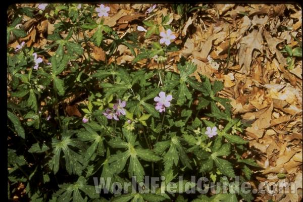 Leaf<br>(Location of Picture: Road To Volo Bog, Illinois, USA)<br>(Location of Picture: Atlanta Botanic Garden, Ga, USA)