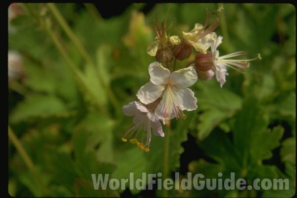 Flowers<br>(Location of Picture: Glencoe Botanic Gardens, Il, USA)