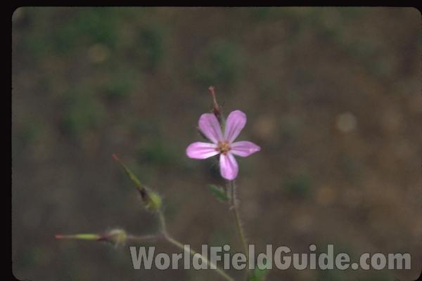Flowers and Leaves<br>(Location of Picture: Okanogan, Washington, USA)<br>(Location of Picture: Sweden, Europe)<br>(Location of Picture: Okanogan, Washington, USA)<br>(Location of Picture: Rockport, Washington, USA)<br>(Location of Picture: Okanogan, Washington, USA)