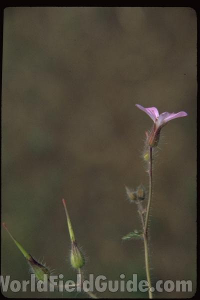 Flowers and Leaves<br>(Location of Picture: Okanogan, Washington, USA)<br>(Location of Picture: Sweden, Europe)<br>(Location of Picture: Okanogan, Washington, USA)
