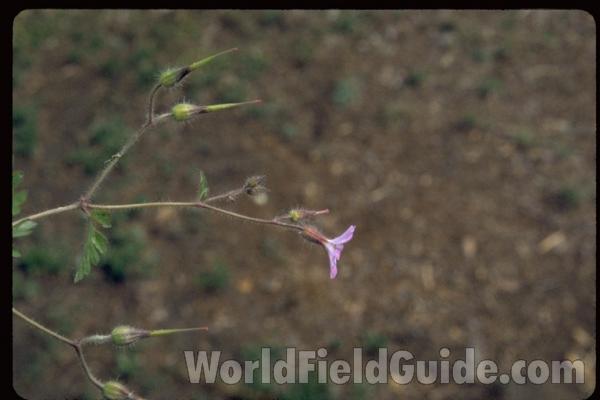 Seed Pods<br>(Location of Picture: Concrete, Washington, USA, 2013)<br>(Location of Picture: Okanogan, Washington, USA)