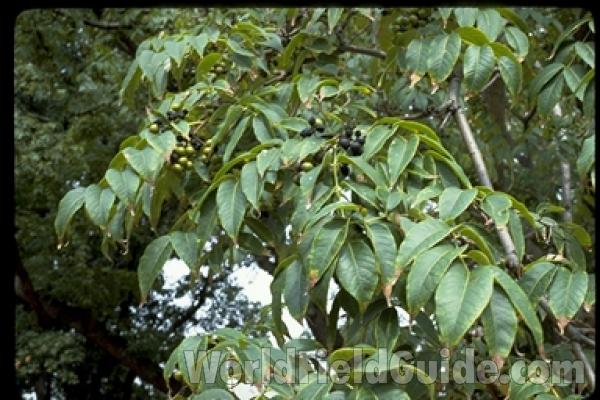 Leaves and Twig