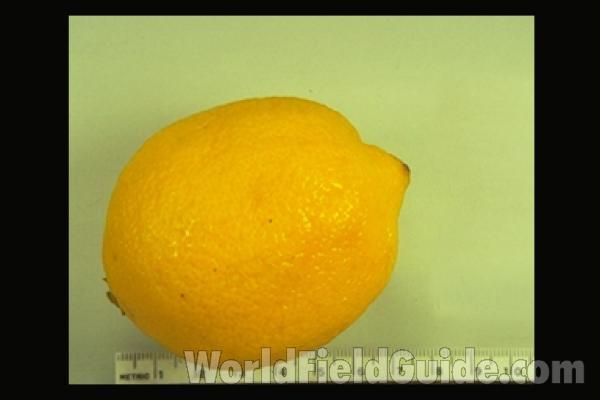 Fruit<br>(Origin of the Specimen: Commercially Grown)