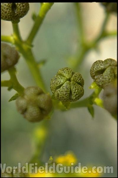 Fruit<br>(Location of Picture: Corsica, Europe)