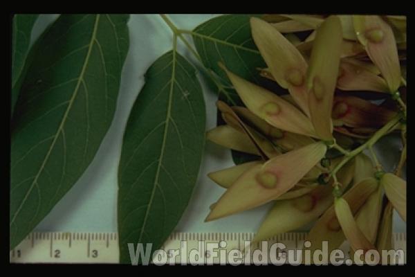 Leaves and Fruits - Closest View<br>(Origin of the Specimen: Round Lake, Il, USA)