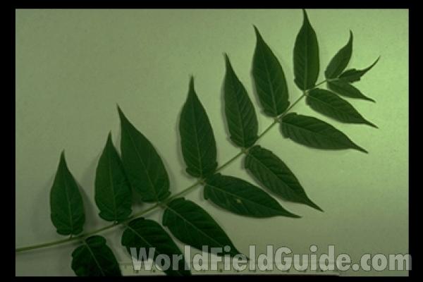 Leaves - Mounted<br>(Origin of the Specimen: Round Lake, Il, USA)
